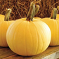 Sunlight F1 Pumpkin