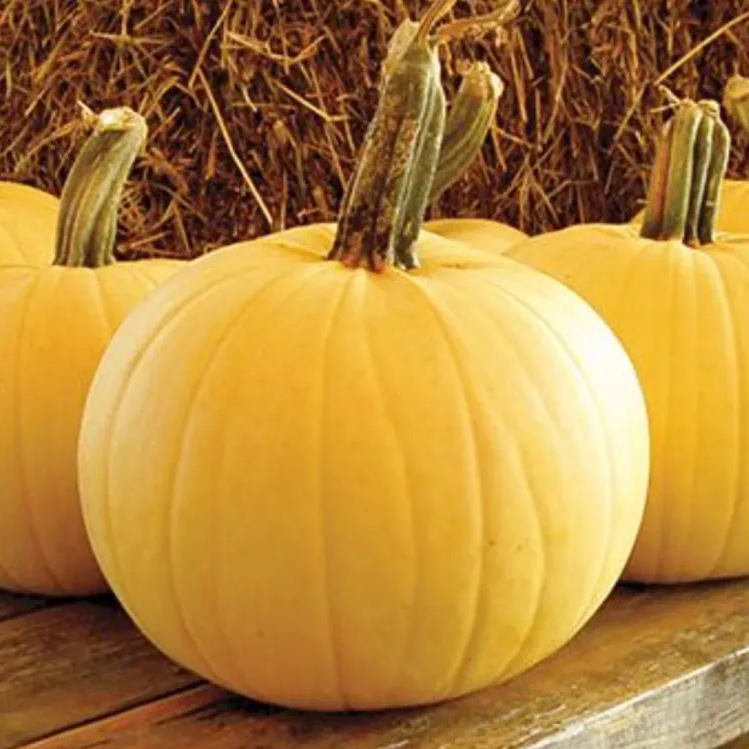 Sunlight F1 Pumpkin