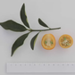 Meiwa Kumquat Budwood citrus plant material online shopping