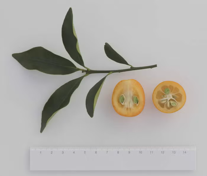 Meiwa Kumquat Budwood citrus plant material online shopping