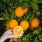 Palmer Navel Orange Budwood citrus plant material online shopping