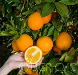 Palmer Navel Orange Budwood citrus plant material online shopping