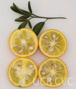 Carrizo Citrange Trifoliate Hybrid Budwood citrus plant material online shopping