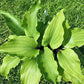Chris’ Red Lightning Hosta Plants online shopping