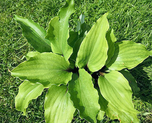 Chris’ Red Lightning Hosta Plants online shopping