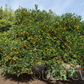 Koji Orange Mandarin Budwood citrus plant material online shopping
