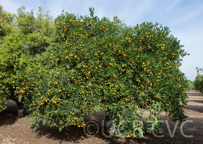 Koji Orange Mandarin Budwood citrus plant material online shopping