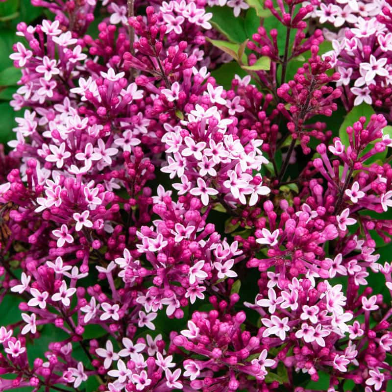 Be Right Back™ Lilac lilac plant online shopping