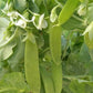 Oregon Giant Snow Pea