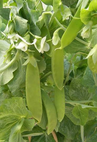 Oregon Giant Snow Pea