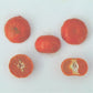 W. Murcott Afourer Mandarin Budwood citrus plant material online shopping