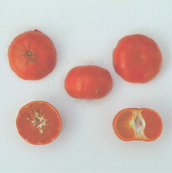 W. Murcott Afourer Mandarin Budwood citrus plant material online shopping