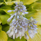 Great Lakes Gold Hosta Plants online shopping