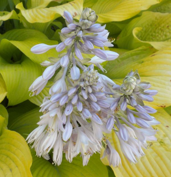 Great Lakes Gold Hosta Plants online shopping