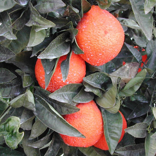 Temple x Minneola Tangor Mandarin Budwood citrus plant material online shopping