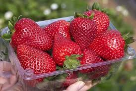 Monarch Short Day Strawberry