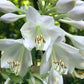 Clear Folk River Valley Hosta Plants online shopping