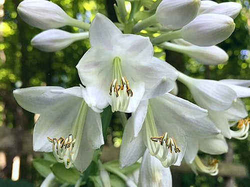 Clear Folk River Valley Hosta Plants online shopping
