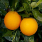 Gillette Navel Orange Budwood citrus plant material online shopping
