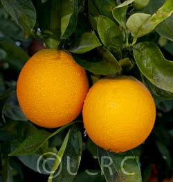 Gillette Navel Orange Budwood citrus plant material online shopping