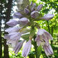 Old Glory Hosta Plants online shopping