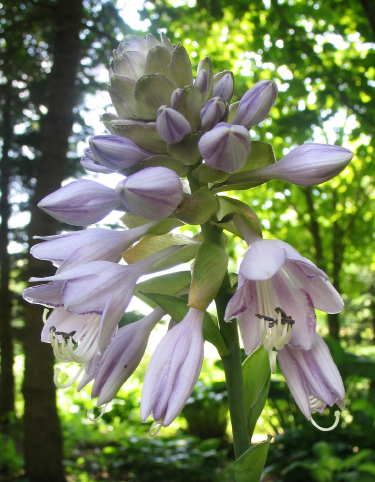 Old Glory Hosta Plants online shopping