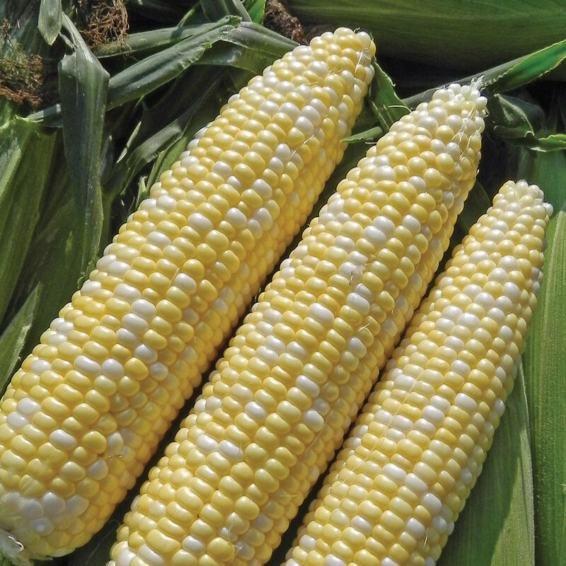 Allure F1 Organic Corn