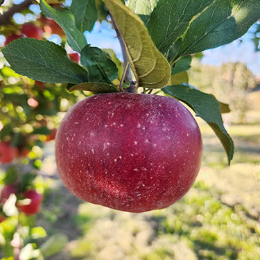 Rubaiyat® Red Fleshed Apple