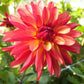 Crazy Legs Dahlia
