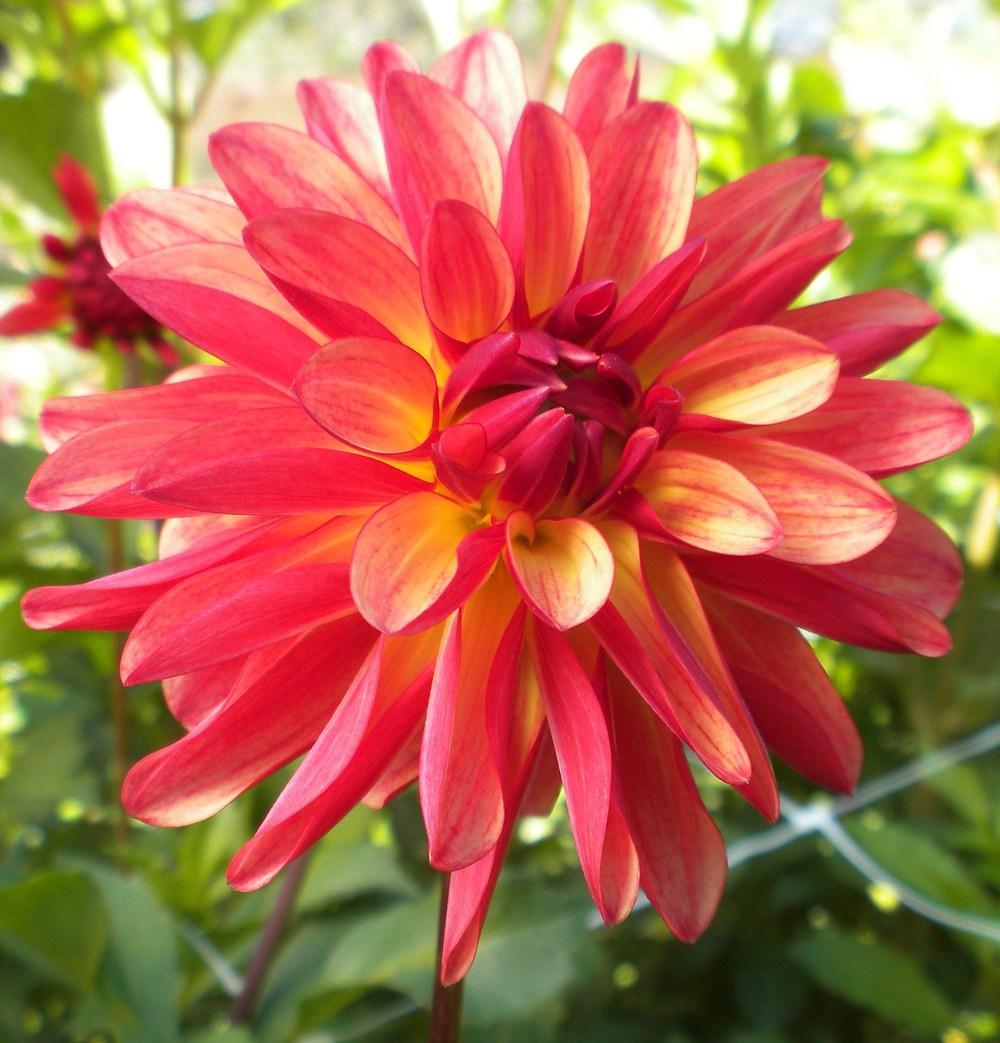 Crazy Legs Dahlia