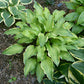 See No Evil Hosta Plants online shopping