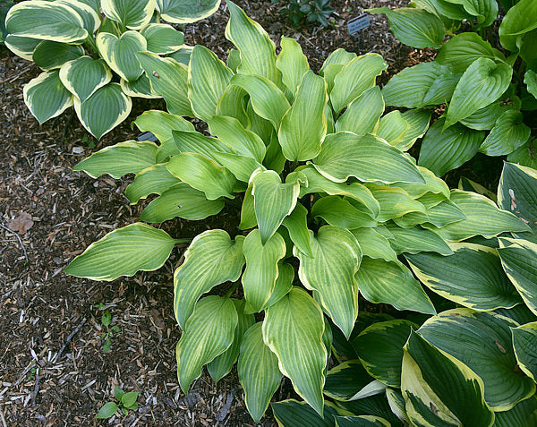 See No Evil Hosta Plants online shopping