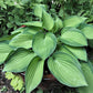 Tick Tock Hosta Plants online shopping