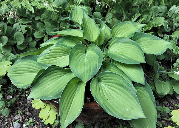 Tick Tock Hosta Plants online shopping