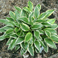 Lakeside Cranberry Relish Hosta Plants online shopping