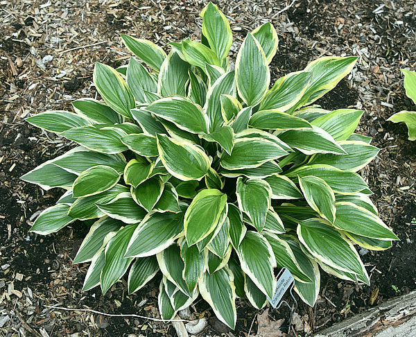 Lakeside Cranberry Relish Hosta Plants online shopping