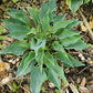 Twinkle Little Star Hosta Plants online shopping