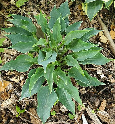 Twinkle Little Star Hosta Plants online shopping