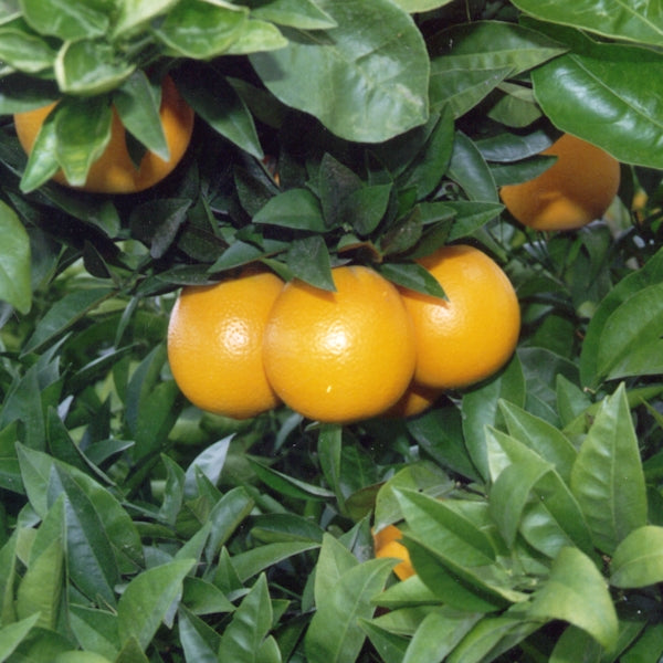 T.I. Zimmerman Navel Orange Budwood citrus plant material online shopping
