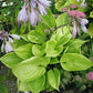 UFO Hosta Plants online shopping