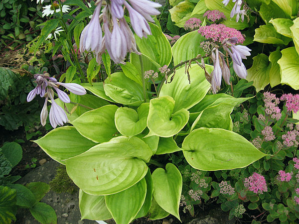 UFO Hosta Plants online shopping