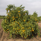Iveriya Satsuma Mandarin Budwood citrus plant material online shopping
