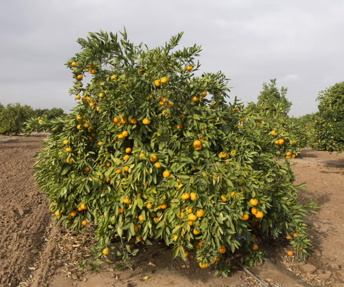 Iveriya Satsuma Mandarin Budwood citrus plant material online shopping