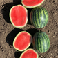 Mini Mike F1 Melon