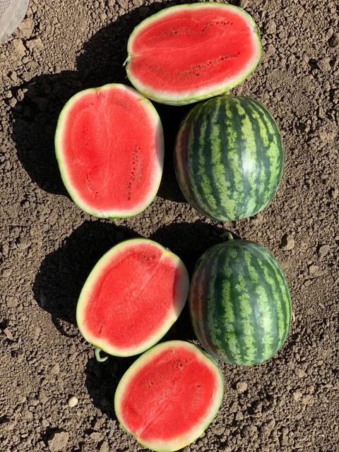 Mini Mike F1 Melon