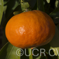 Tieu Mandarin Budwood citrus plant material online shopping