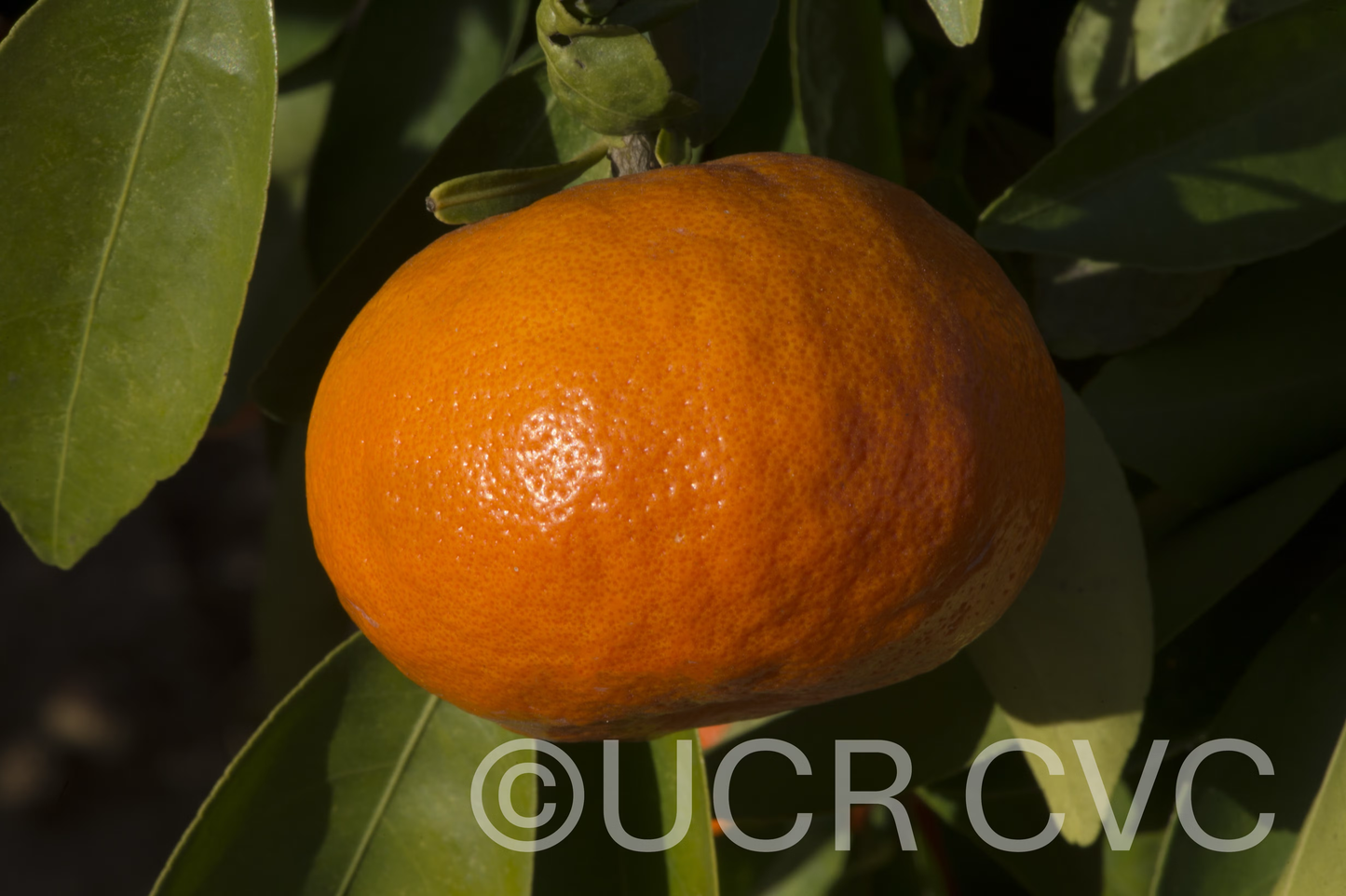 Tieu Mandarin Budwood citrus plant material online shopping