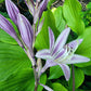 Holar Sunset Python Hosta Plants online shopping
