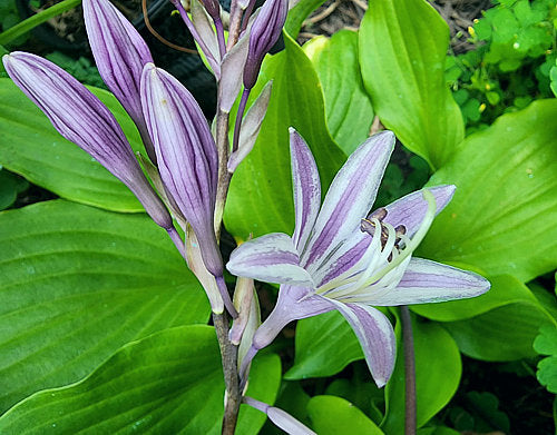 Holar Sunset Python Hosta Plants online shopping