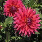 Fire Magic Dahlia